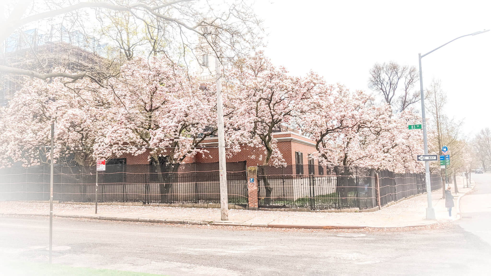 kwitnące magnolie w Bay Ridge